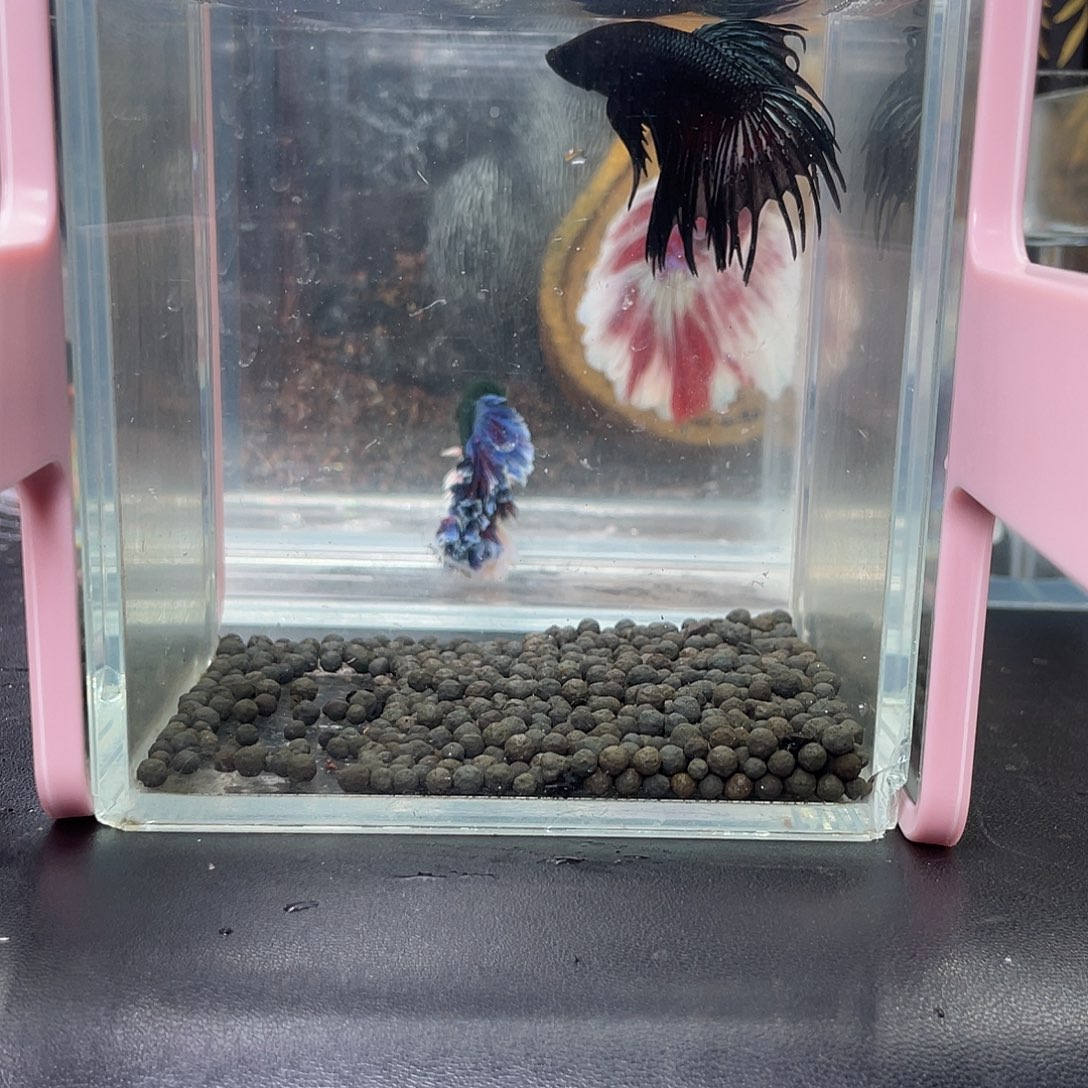 斗鱼10号1220早毒液