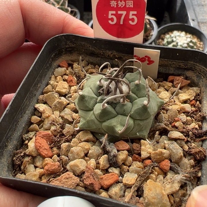 实生粗刺老娇丽3.3cm一棵仙人球