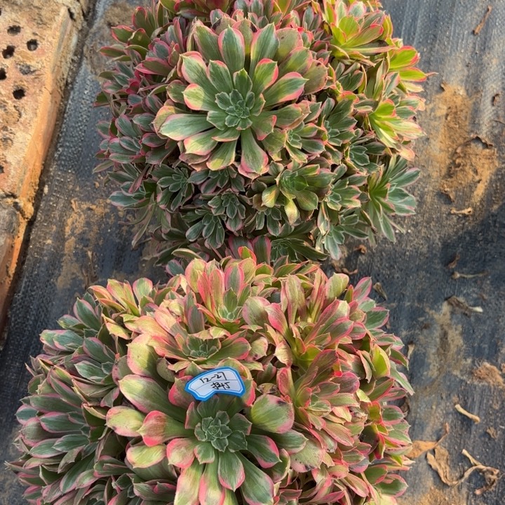 两颗多肉青丝歪不包损5