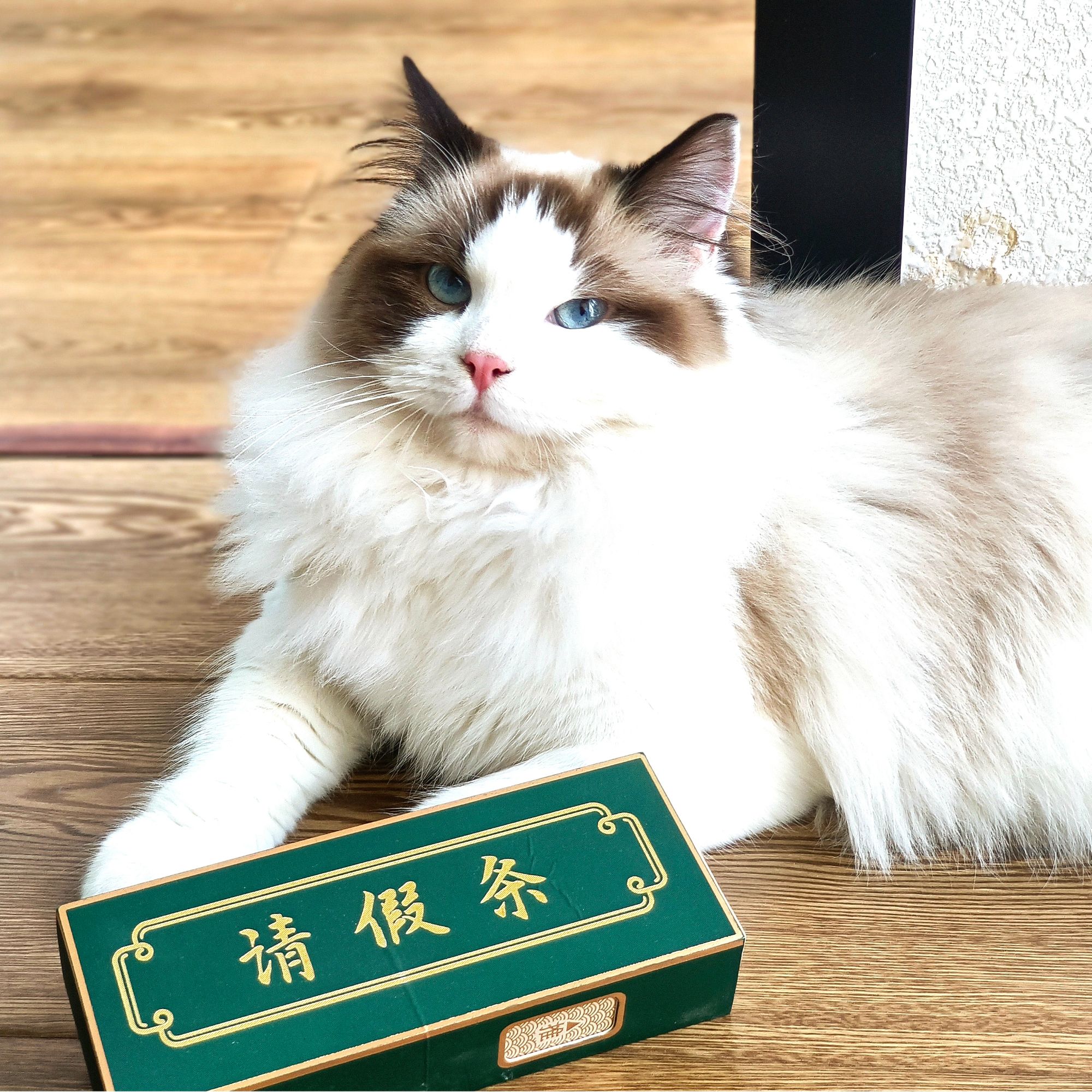 请假条特级牡丹1泡+特级白毫银针正宗福鼎白茶盒装
