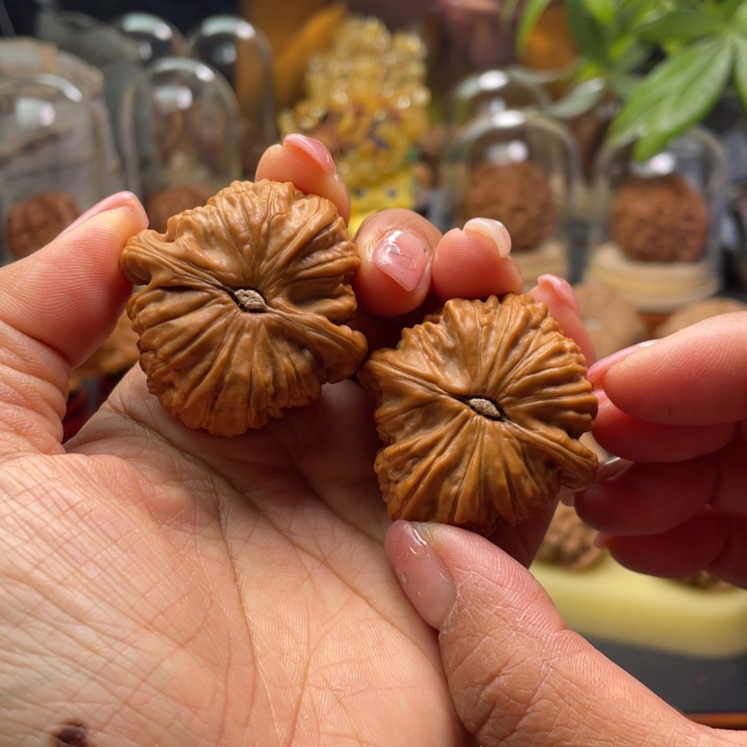 文玩核桃把件肉球白狮子39