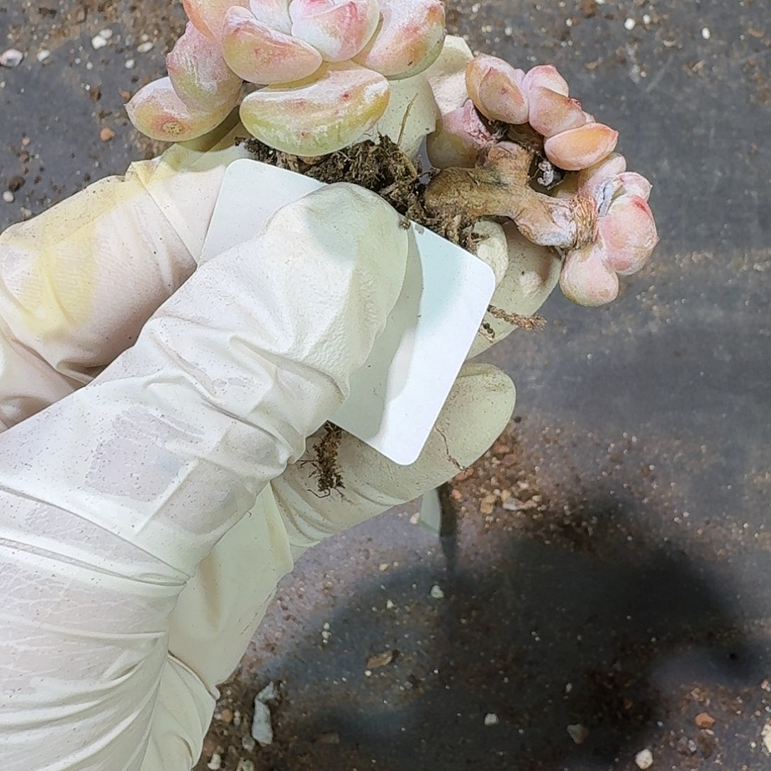 雪***斯292 号到手1框～一物一拍