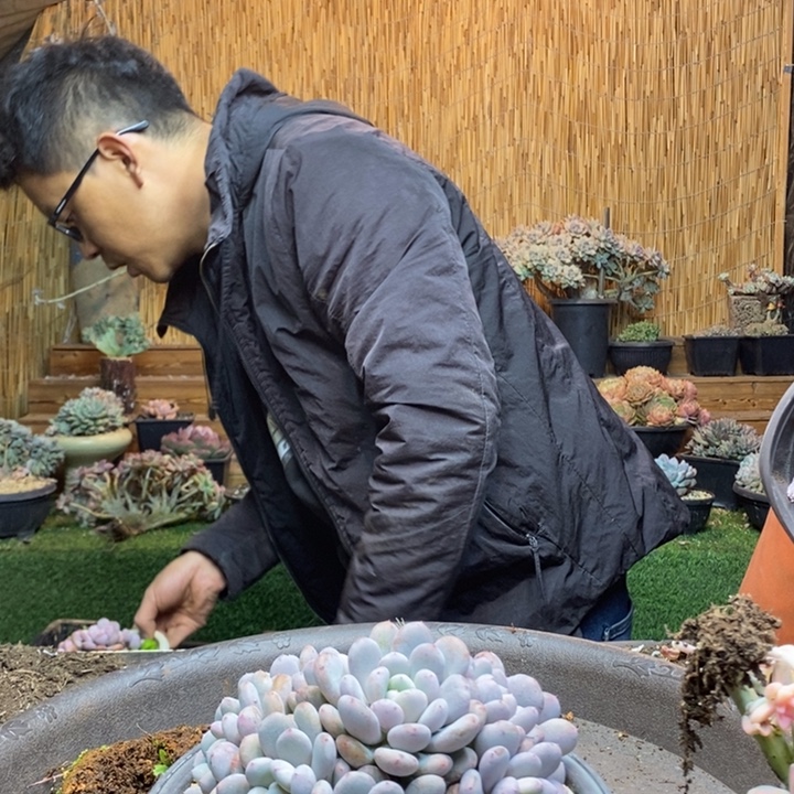 宇***慧508 号香香雪多肉植物