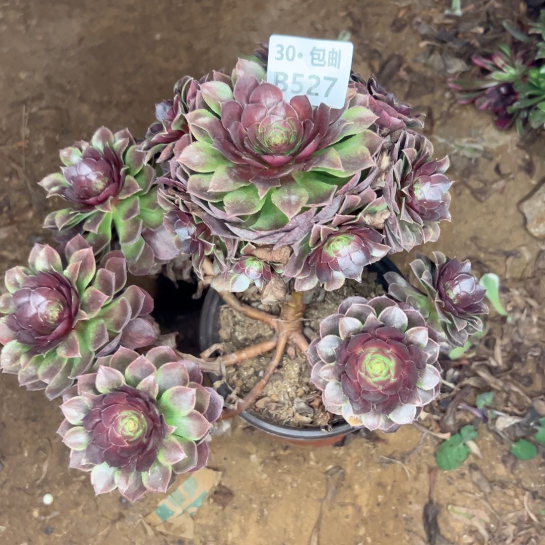 527 多肉法师不包断枝