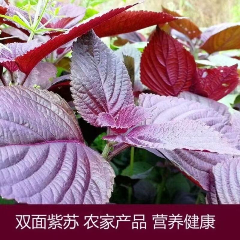 紫苏菜种子食用紫苏大叶紫苏种子