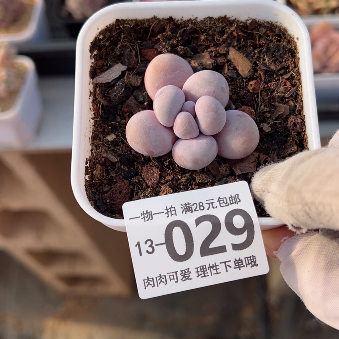 奶酪多肉多肉多肉多肉