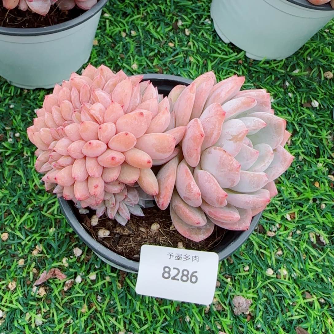 橙子小树缀，8286多肉植物