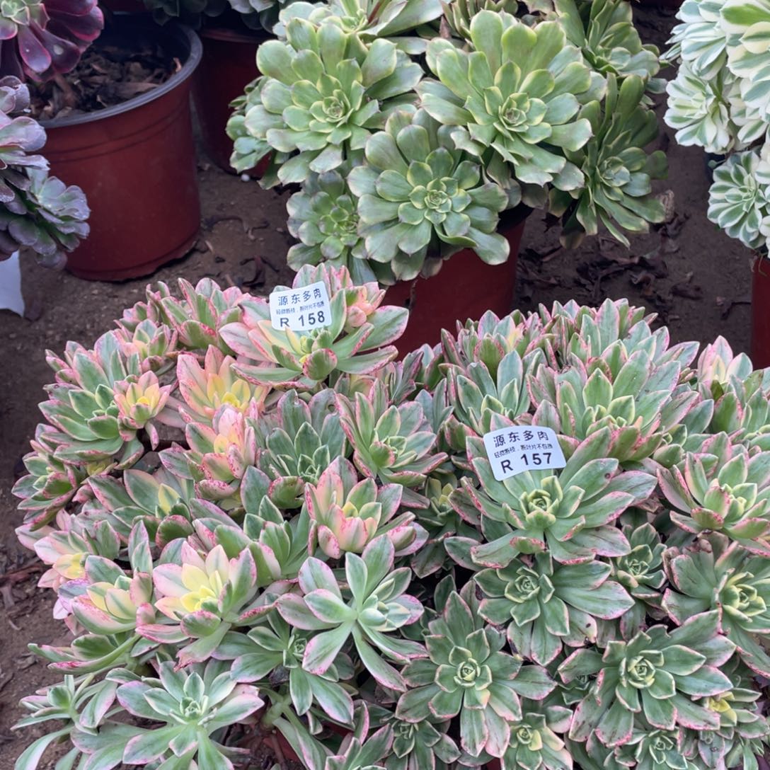 157-158两颗多肉法师断枝不包