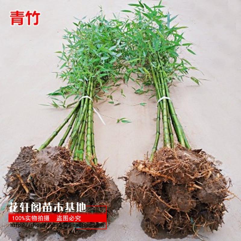 四季苗庭院常青地栽绿化植物室内盆栽耐寒黄金紫罗汉竹苗