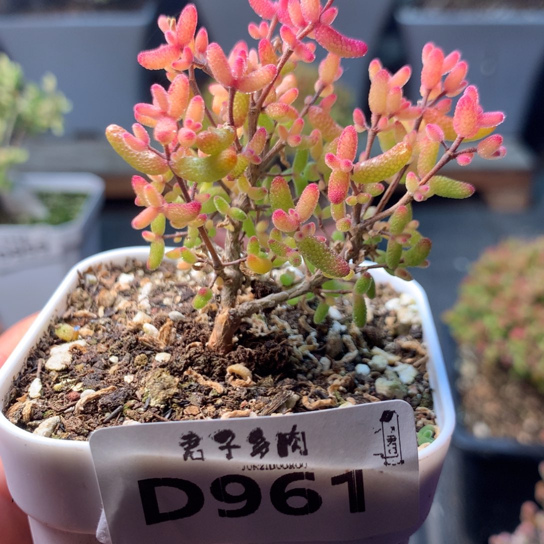 糖球锦961               