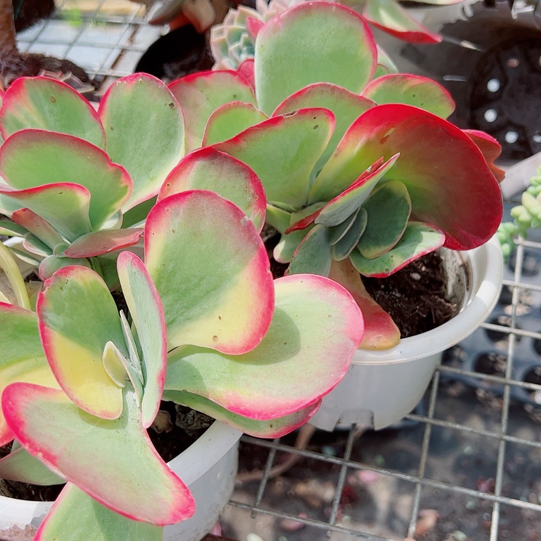 唐印锦群 多肉植物