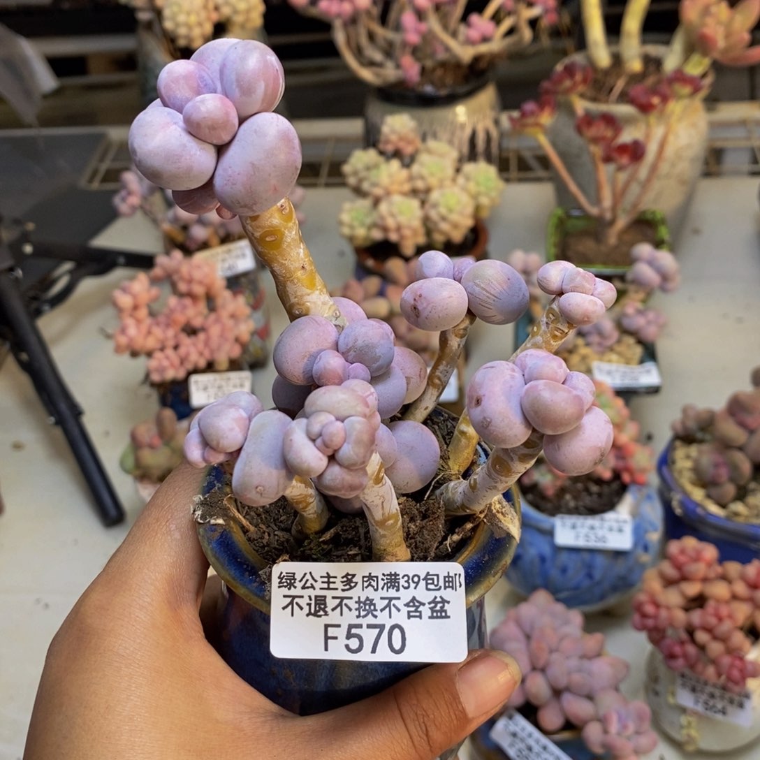 570芭比奶多肉8c m