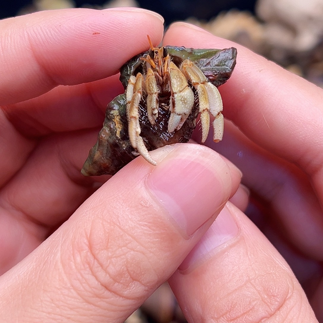 小彩虎快来竞拍吧