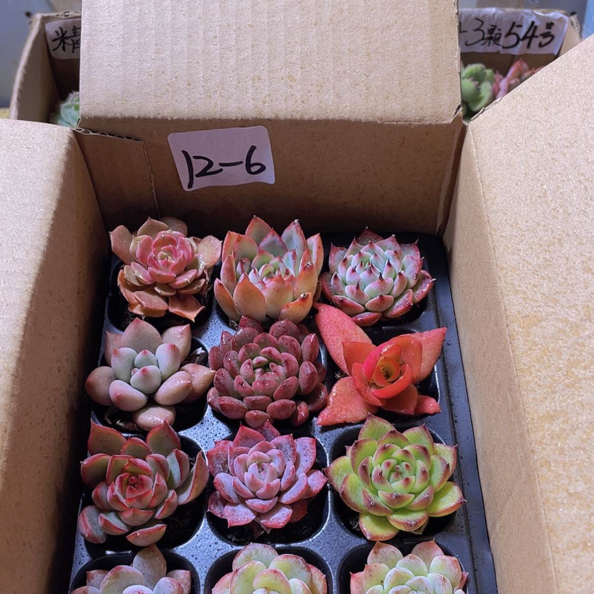 【闪购商品】12颗-6