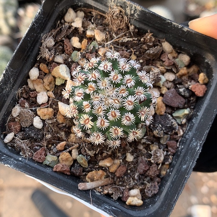 450 实生克氏丸3厘米