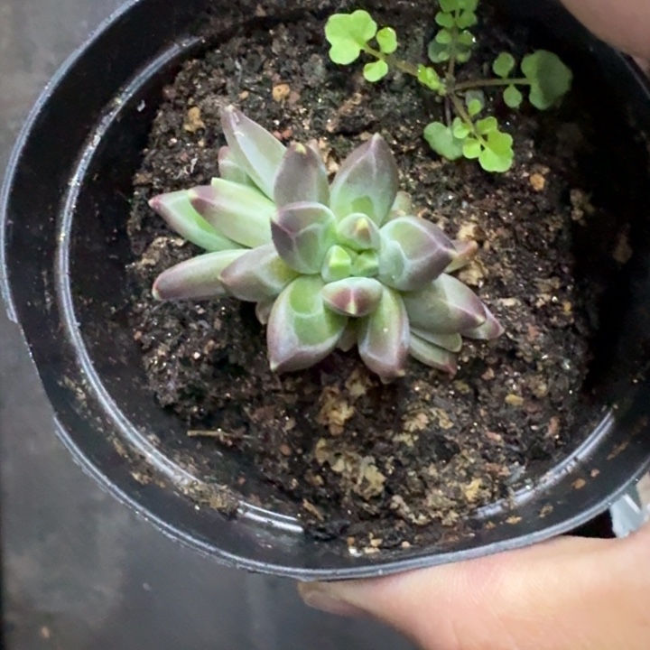 黑珍珠 3头  一物一拍