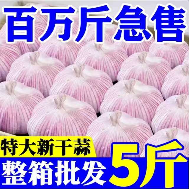 【助农产品】2025年农家新干蒜紫白皮干大蒜多瓣蒜头整箱批发