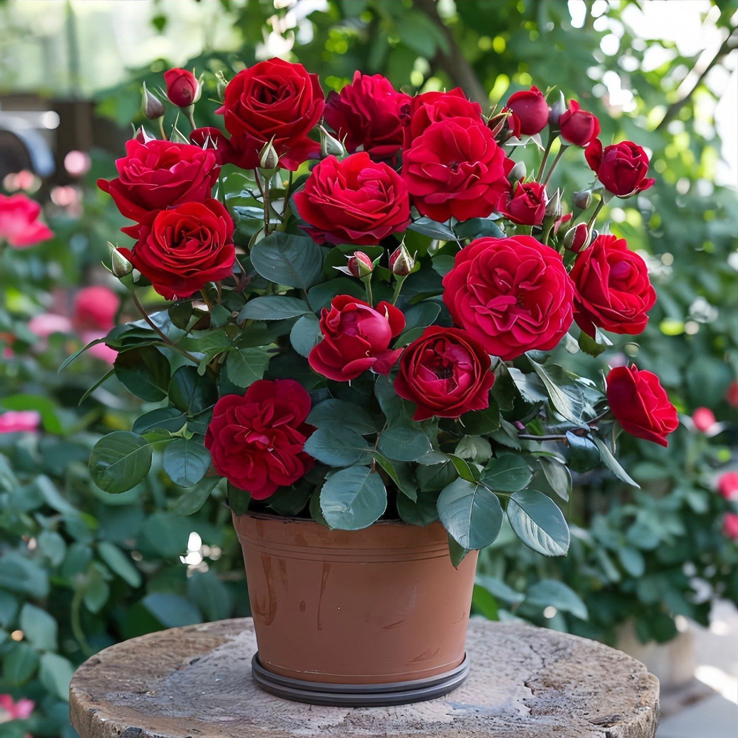 中国红玫瑰花苗云南基地四季玫瑰花苗月季老桩花卉绿植无花苞无盆