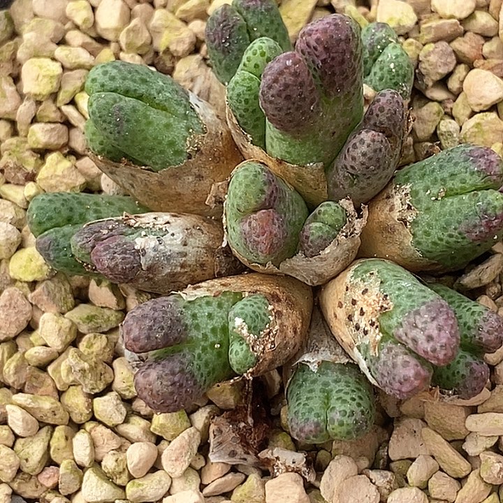 25504斑马955d母本一颗