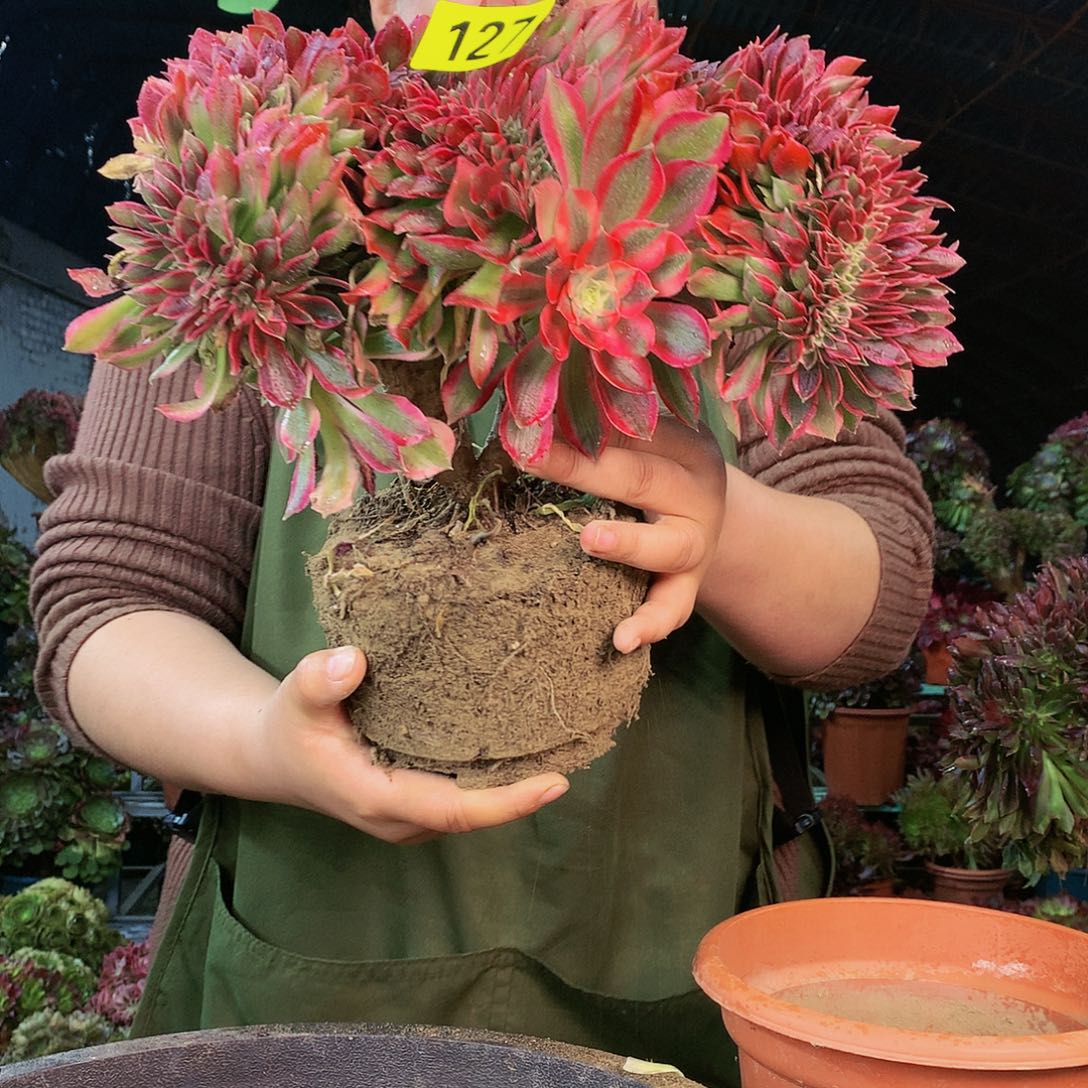 玉**珠柒哥多肉精品不包断侧枝127