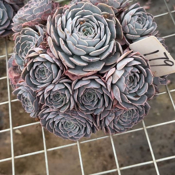 两单包邮，一物一拍179天赐