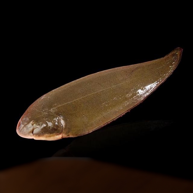 【大龙舌鱼】惠来靖海本港红婵大龙舌【5条】原产地野生顺丰冷链包邮