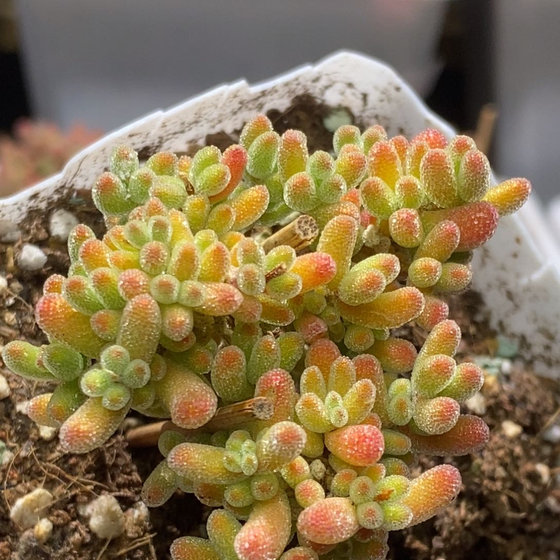 冰晶杂枝干番杏A889