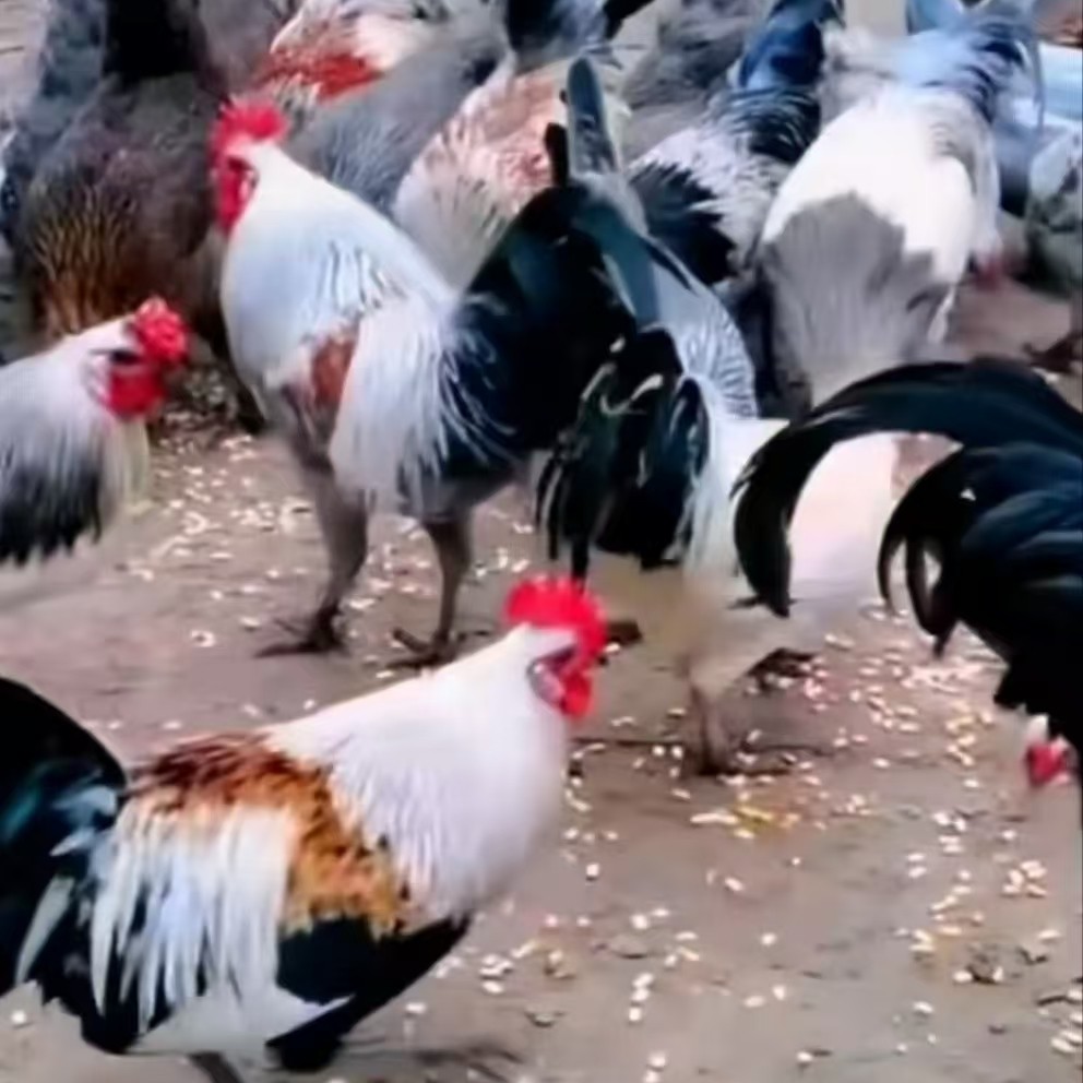 宠物鹊山鸡崽活体发货