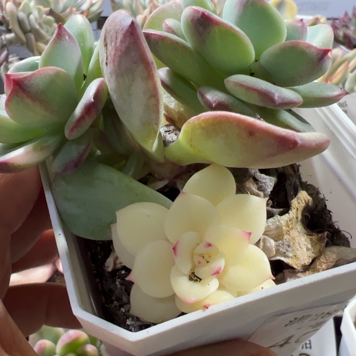 三文鱼锦多肉植物409