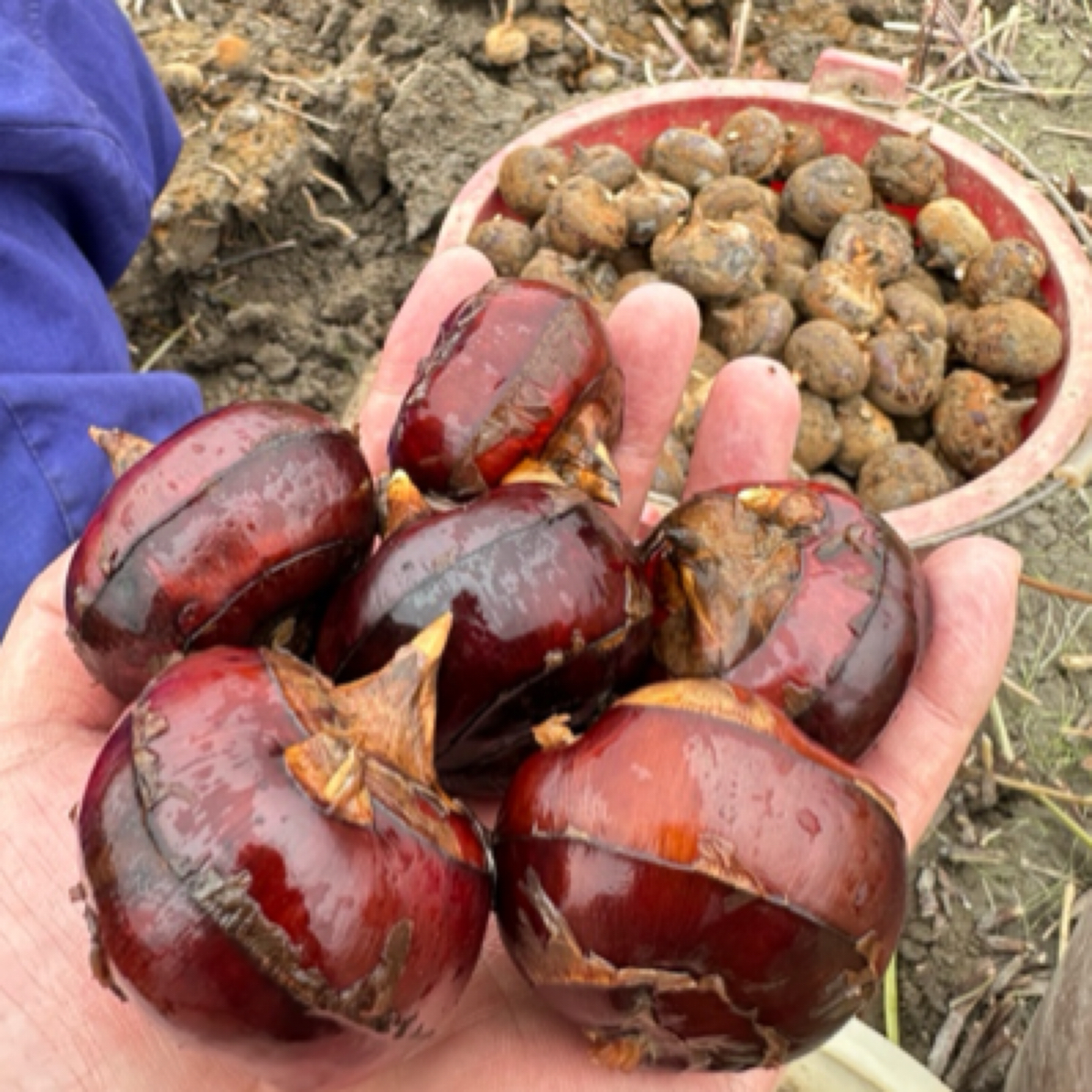 湖南马蹄荸荠新鲜现挖马蹄红皮荸荠脆甜产地直发带泥发货➕削皮刀