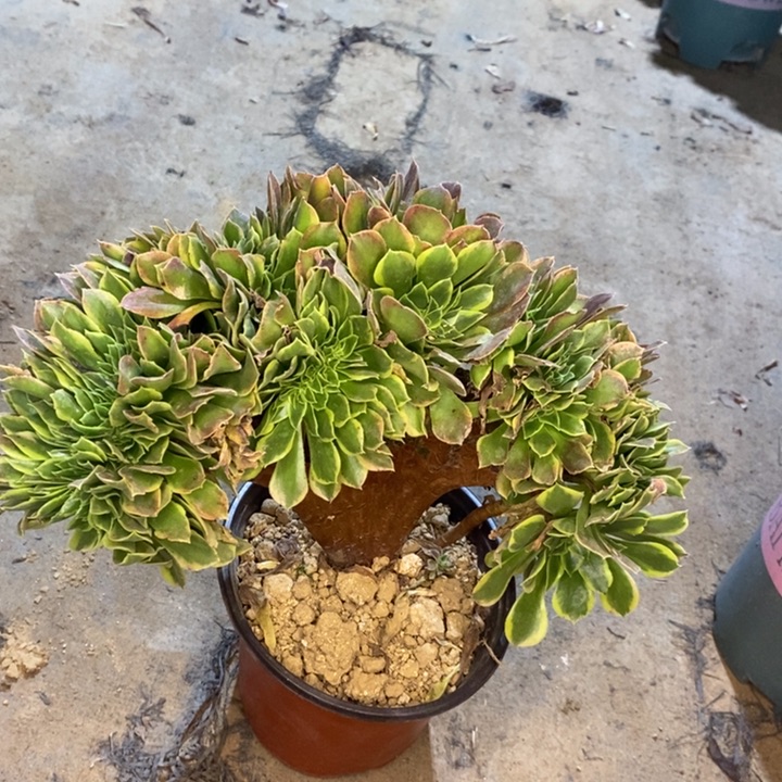 青檬锦缀多肉植物6。 