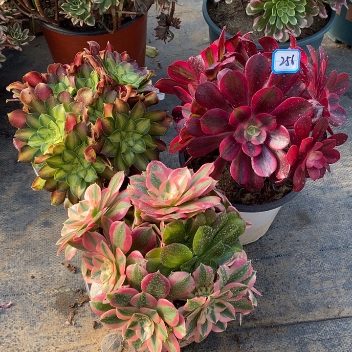 256粉女巫，美杜莎，韶华多肉