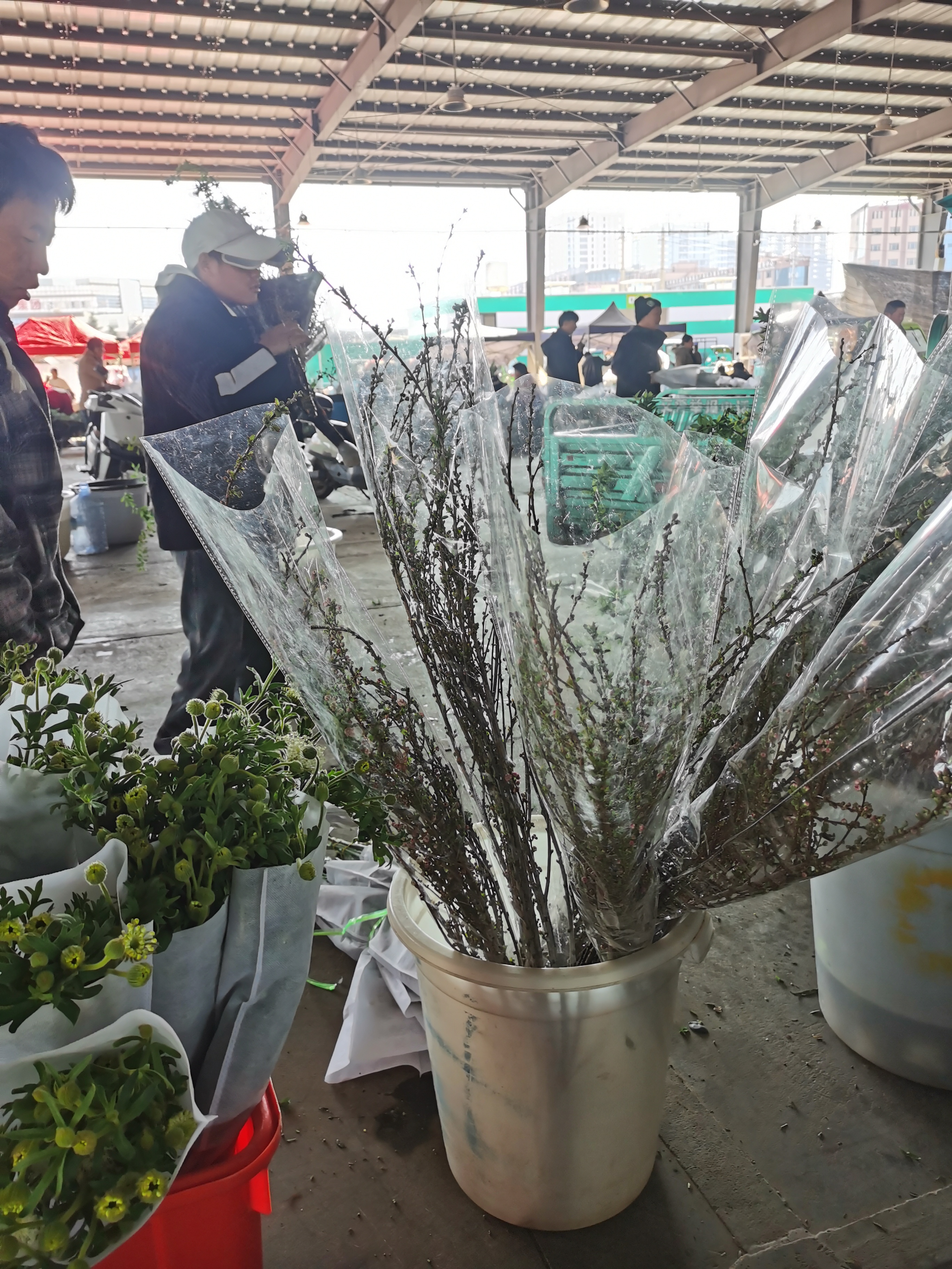 珍珠李60-80cm4-6枝西藏空运专线 3单1运费