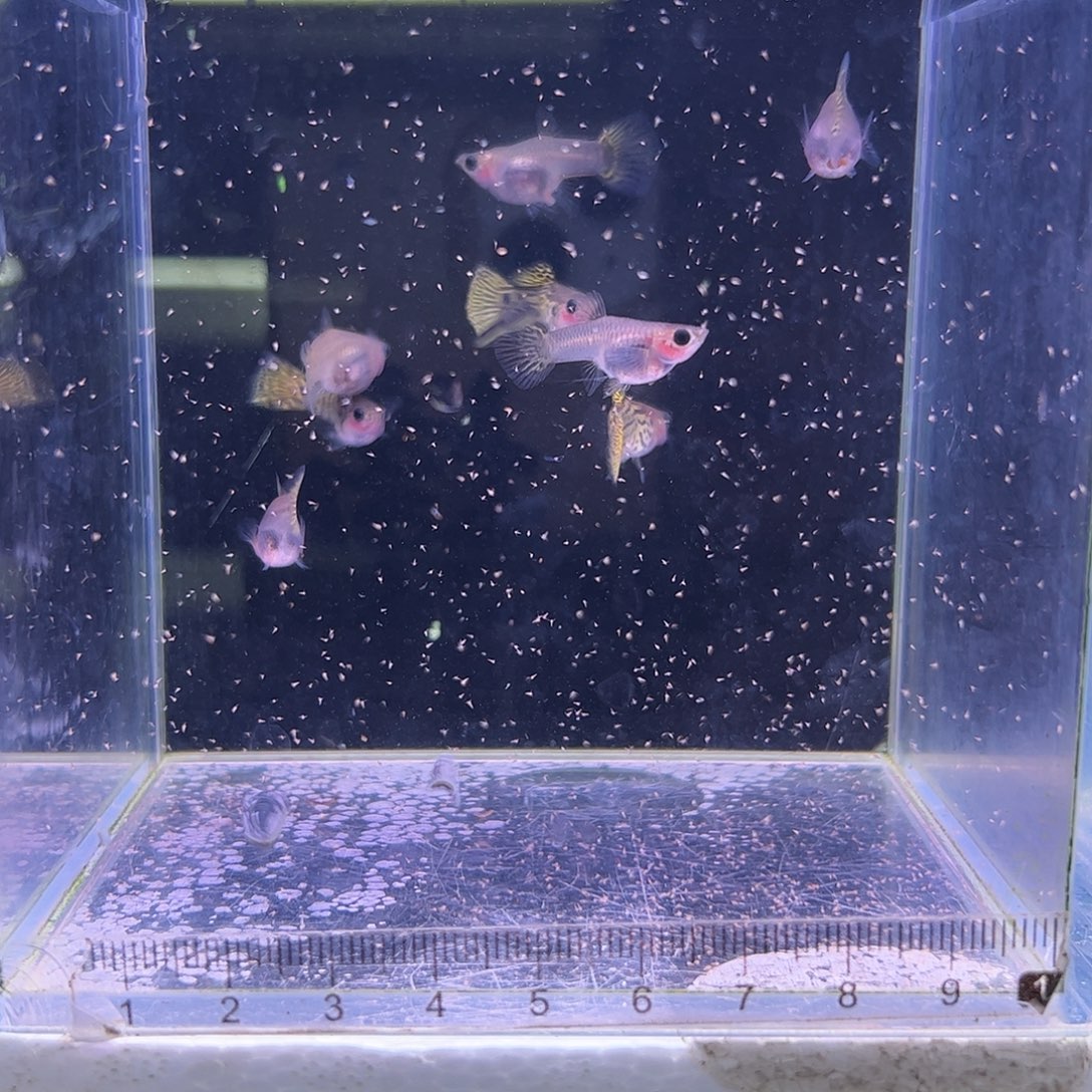 孔雀鱼野生色玻璃猫8条