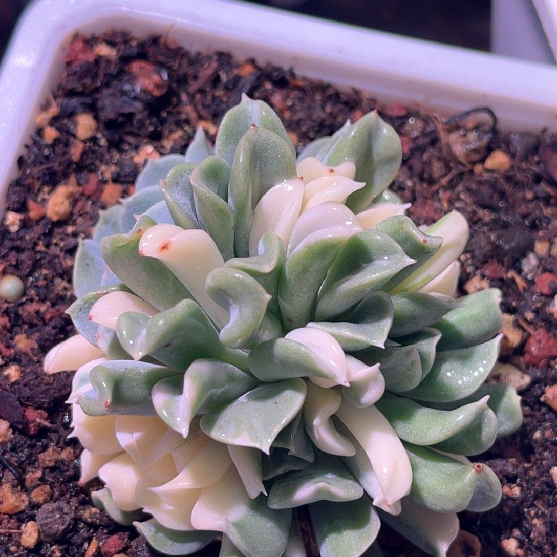 多肉特价特玉莲锦