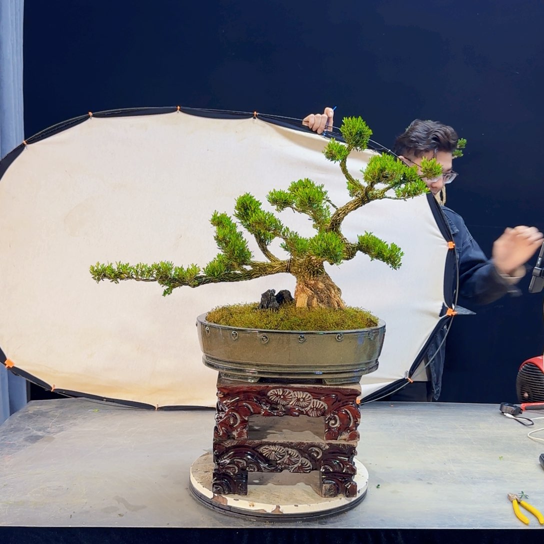 高端皱皮黄杨盆景