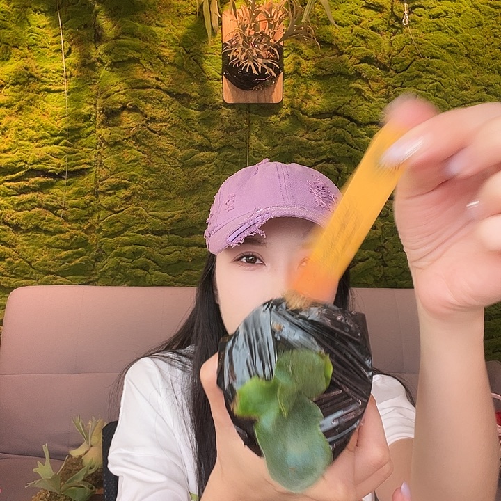 完全开放白鲸孢子苗