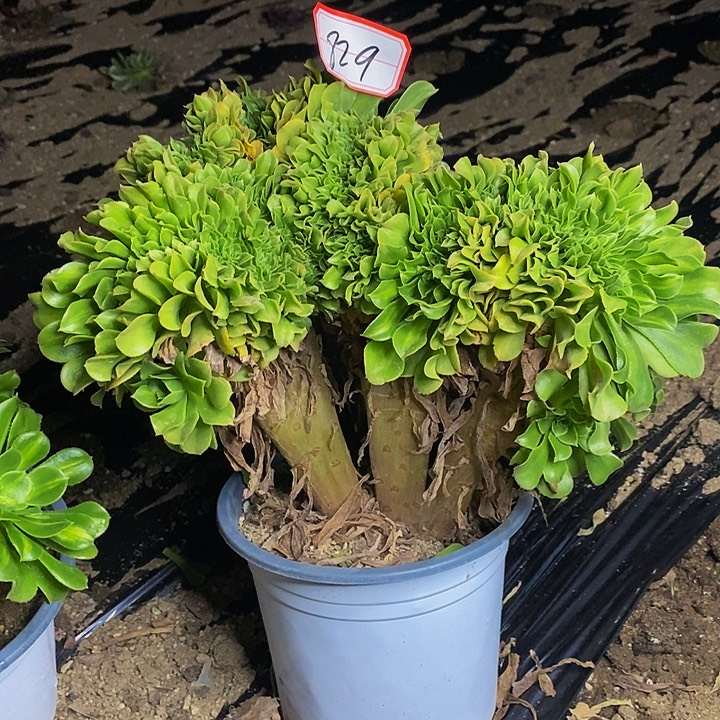 翡翠琉璃缀化829号
