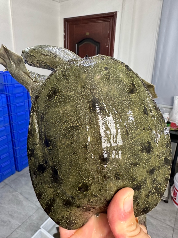 洪湖土货直播间改价链接福利直播间称重为准