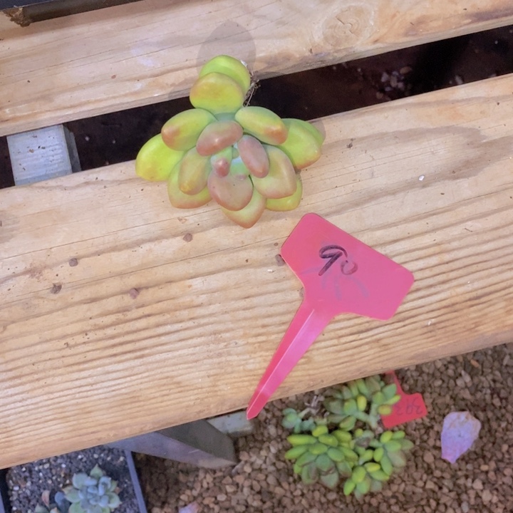 是吗不敢想呀亲爱