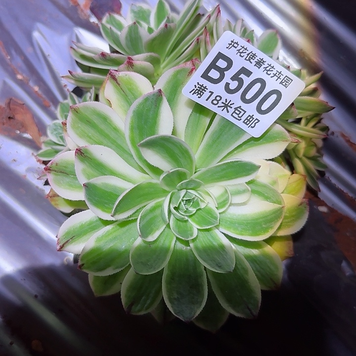 多肉法师伊丽莎白