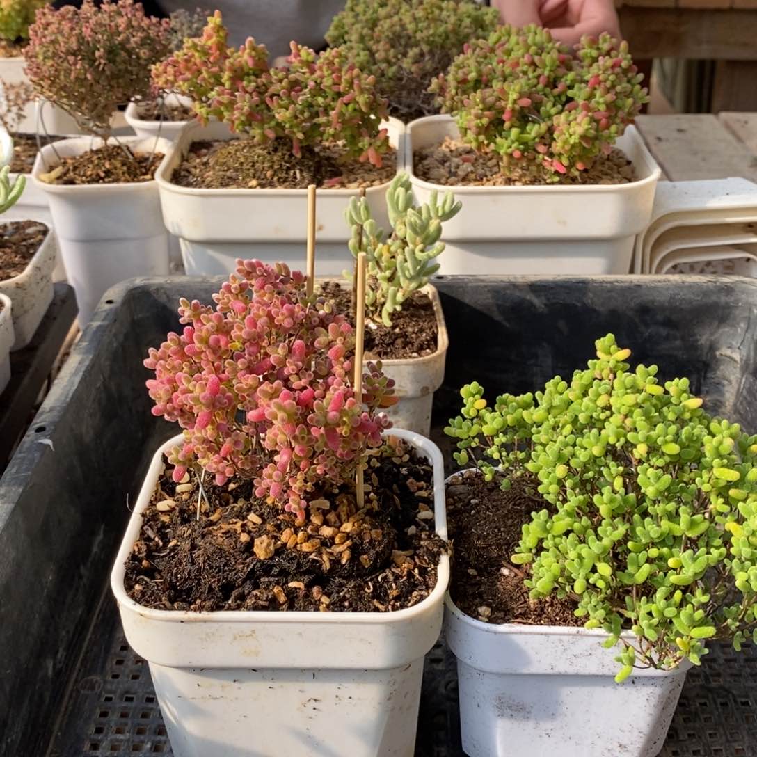 枝干番杏多肉植物911