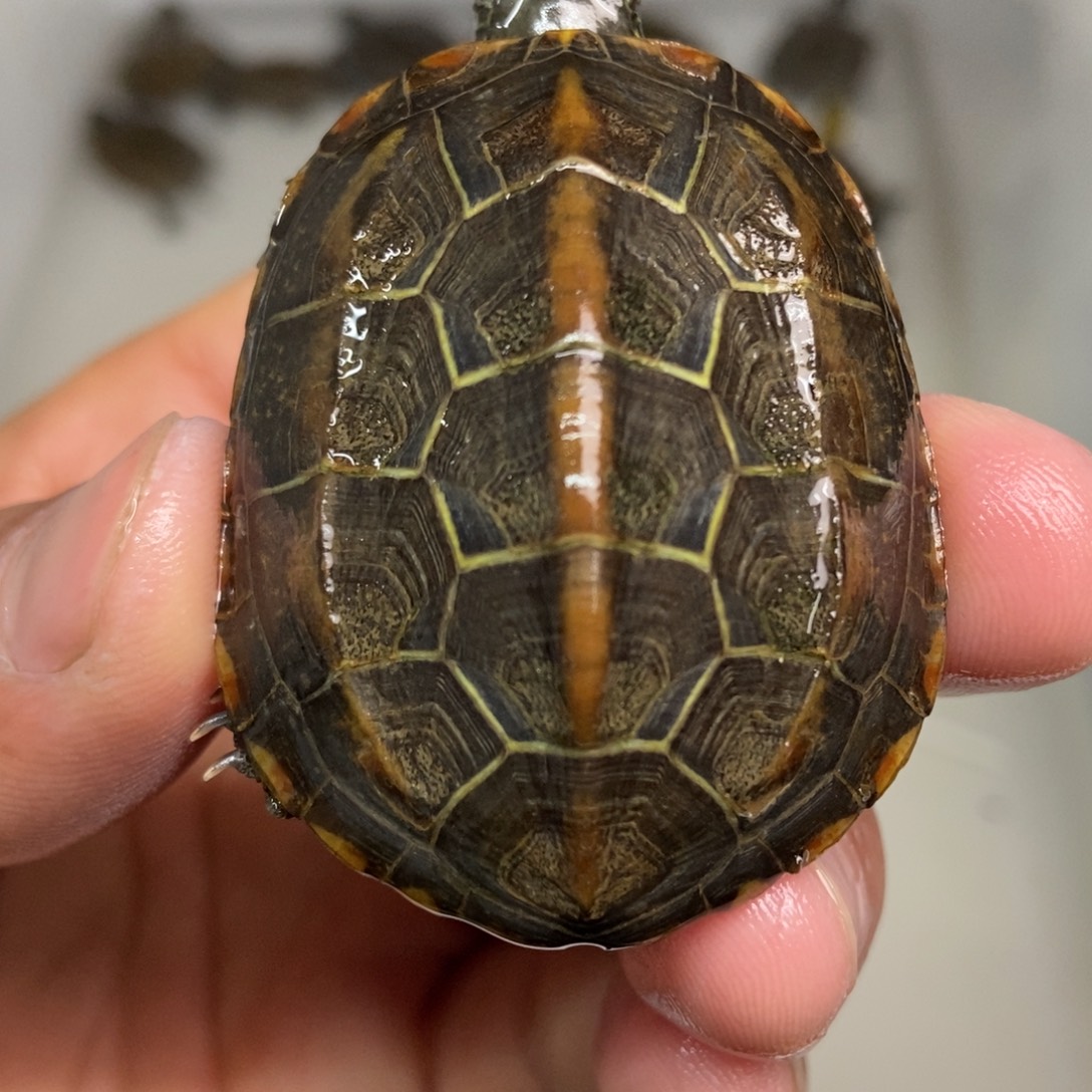 中华草龟不分公母