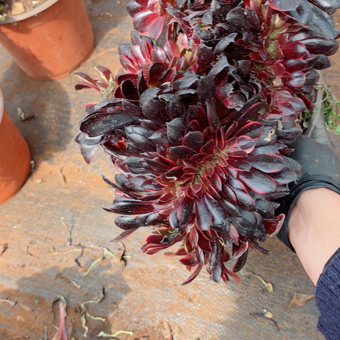 多肉植物700欧嘉莉