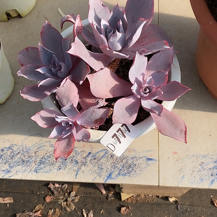 云***K777晚霞多肉植物多肉