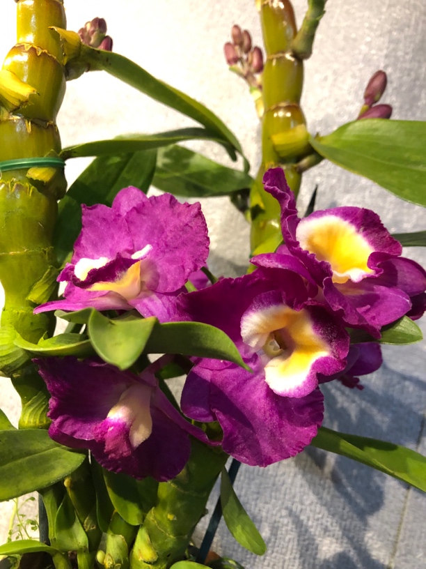 大花红钻春石斛室内盆栽好养活