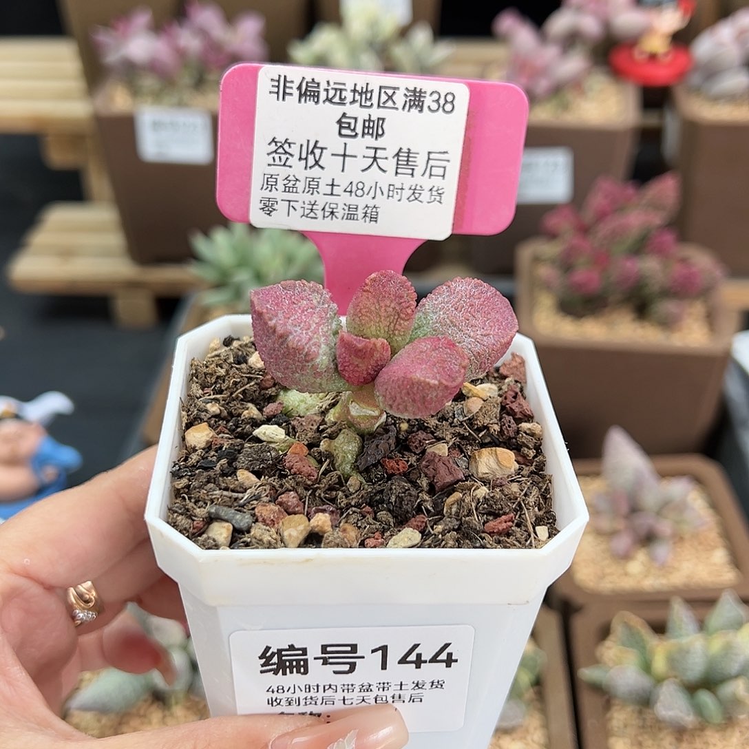 144赛猪肝多肉植物