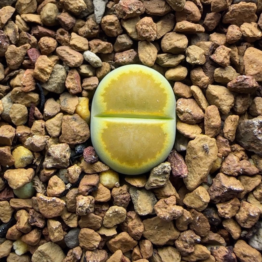 249 生石花大棚直播