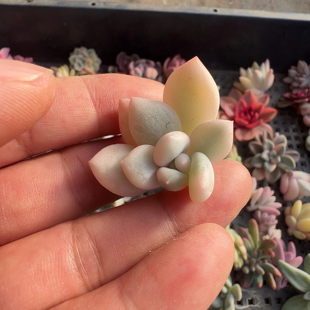 苝****多肉植物多肉植物