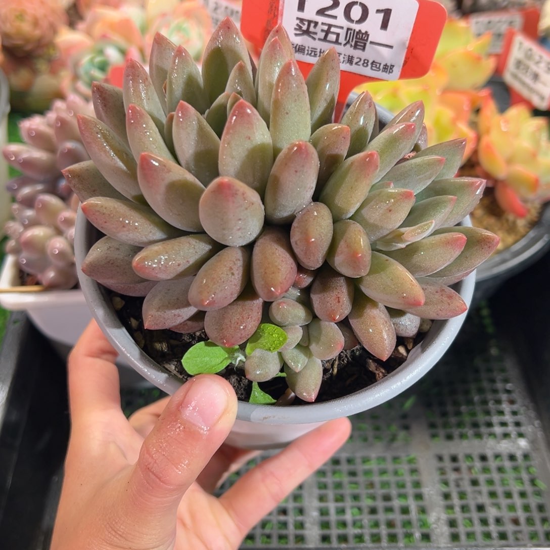 表妹精品多肉1201.